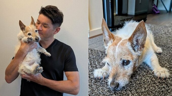 【いぬ】照英さん　愛犬テン19歳8ヶ月　「老犬ですが、この輝き続ける眼差しが家族に勇気をプレゼントしてくれているんです」|TBS NEWS DIG