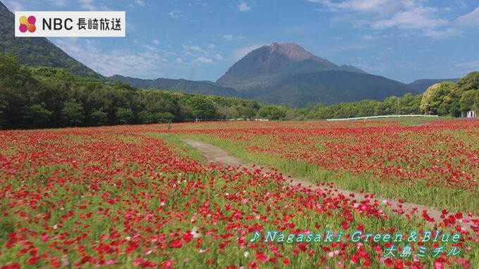 平成新山を一望できる「しまばら火張山花公園」草原を赤く染めるポピーをドローン映像で　|　長崎のニュース | 天気 | NBC長崎放送
