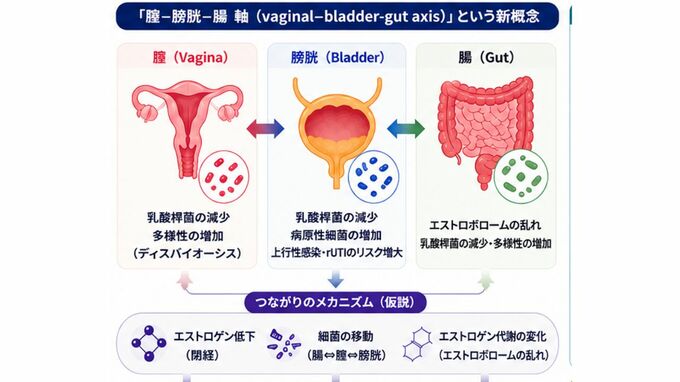【閉経後の頻尿・膣症状】「膣ー膀胱ー腸 軸」という新概念で読み解く　岡山大学が世界23研究　5,027人を統合解析|TBS NEWS DIG