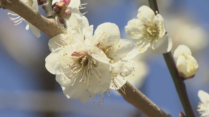 「ものすごく良い香り」　約20種類の梅の花が見頃迎える　甲斐市・敷島「梅の里」　|　山梨のニュース | ＵＴＹテレビ山梨