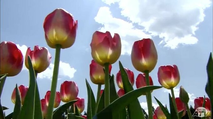チューリップ園　鮮やかな色に包まれる　例年より早いも見頃もゴールデンウィーク間に合う　青森・五戸町|TBS NEWS DIG