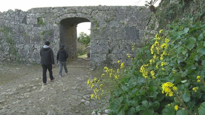 世界遺産の城壁に映える黄色い花 中城城跡でツワブキが満開を迎える|TBS NEWS DIG