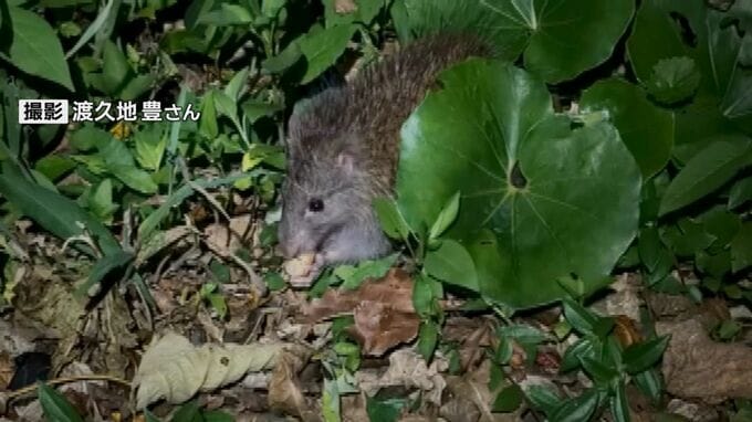 甲羅をむしってガブリ！　国の天然記念物「ケナガネズミ」がカニを食べる光景を鳥獣保護区管理員が撮影　県内初確認|TBS NEWS DIG