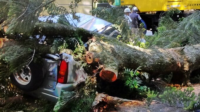 突然…樹齢150年以上の大木倒れ女性けが　車が下敷きに　人気のウォーキングコース「通行人にかすった」　|　BSSニュース | BSS山陰放送