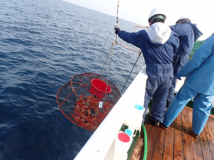 富山湾のベニズワイガニが激減  能登半島地震の “海底土砂崩れ” でカニが死んだか…専門家「今後も漁業への影響を注視する」　|　富山のニュース｜天気・防災｜チューリップテレビ