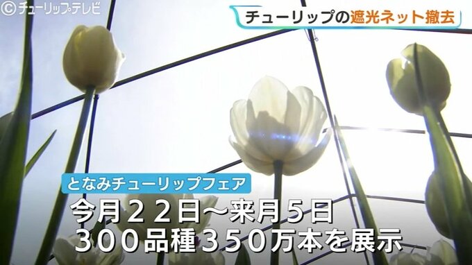 「今年は350万本」となみチューリップフェア22日開幕  気温が上がり満開早まる見込み 生育調整の遮光ネットを撤去 富山　|　富山のニュース｜天気・防災｜チューリップテレビ