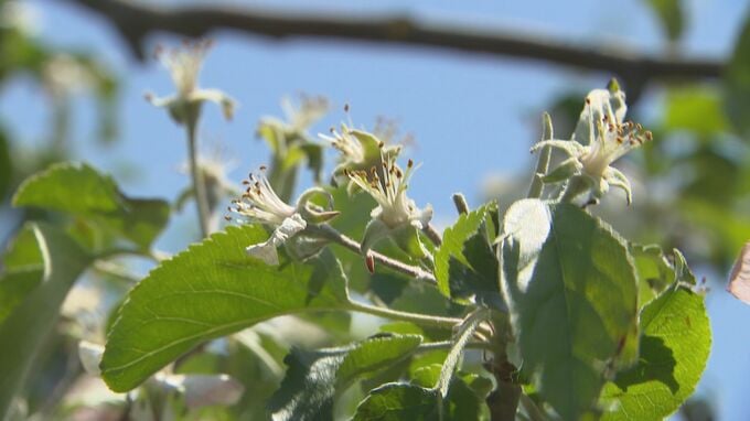 １日の降ひょうでリンゴやプラムの花などが落ちる　長野・山ノ内町　|　SBC NEWS | 長野のニュース | SBC信越放送