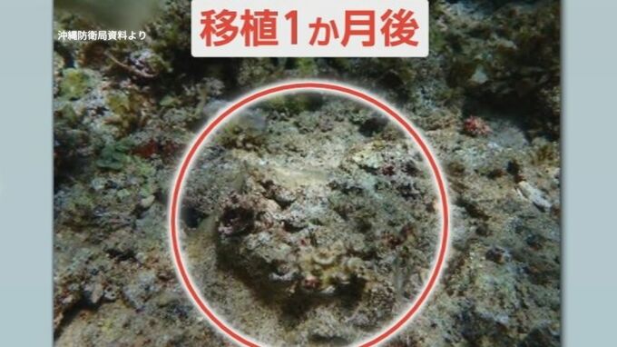 大浦湾のサンゴ　一部は移植1か月で死滅した可能性　沖縄防衛局「工事の影響ではない」　|　沖縄のニュース｜RBC 琉球放送