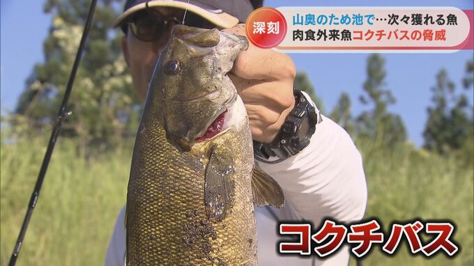 河川の生態系を侵略する肉食外来魚「コクチバス」 長良川に出現しアユの被害が心配|TBS NEWS DIG