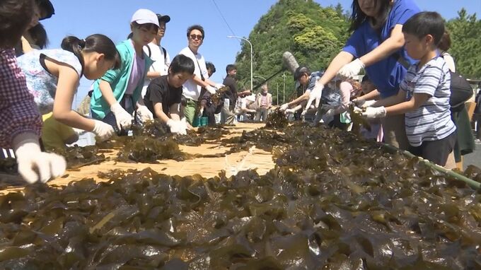 特産ピンチ「板ワカメ」かつて60軒…わずか1軒に　漁村奮起、自称世界最大「タタミ10畳分」板ワカメ作りに成功　|　BSSニュース | BSS山陰放送