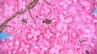 自分たちが通う学校の校庭や身近な桜の名所を題材にしたものなど力作揃い　桜の札所・絵画コンクール開かれる　盛岡市　|　IBC NEWS | IBC岩手放送
