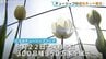 「今年は350万本」となみチューリップフェア22日開幕  気温が上がり満開早まる見込み 生育調整の遮光ネットを撤去 富山　|　富山のニュース｜天気・防災｜チューリップテレビ