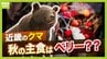 クマに襲われかけたことも…「フン拾い調査」で判明　クマの主食、実は「ドングリ」ではなかった？　兵庫県立大学研究チームが国内初の研究結果を発表　兵庫～京都北部のツキノワグマ　秋は「液果類」が主食　|　MBSニュース | 関西の最新ニュースを分かりやすく。