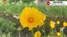 「マリーゴールドに似てる？」「コスモス？」鮮やかな黄色が映える花　日本の風景を壊すかも　オオキンケイギク駆除にも細心注意を　|　山口のニュース・天気・防災｜tys NEWS｜ｔｙｓテレビ山口