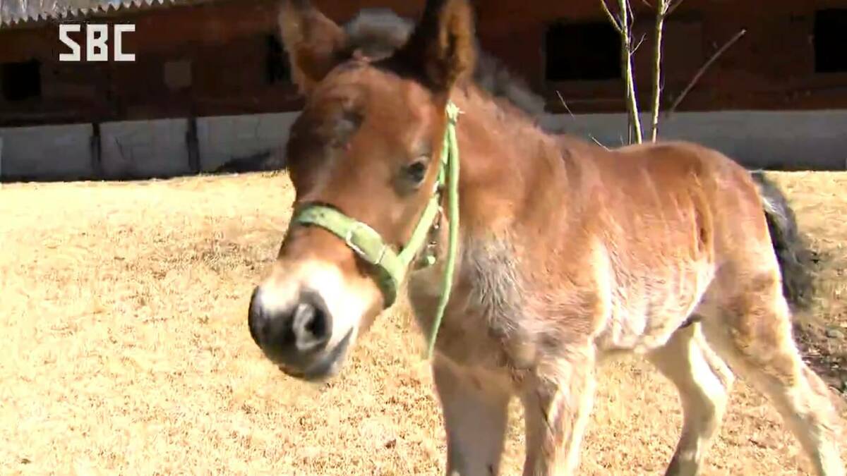 かわいい木曽馬の赤ちゃんが誕生！牧場の魅力発見