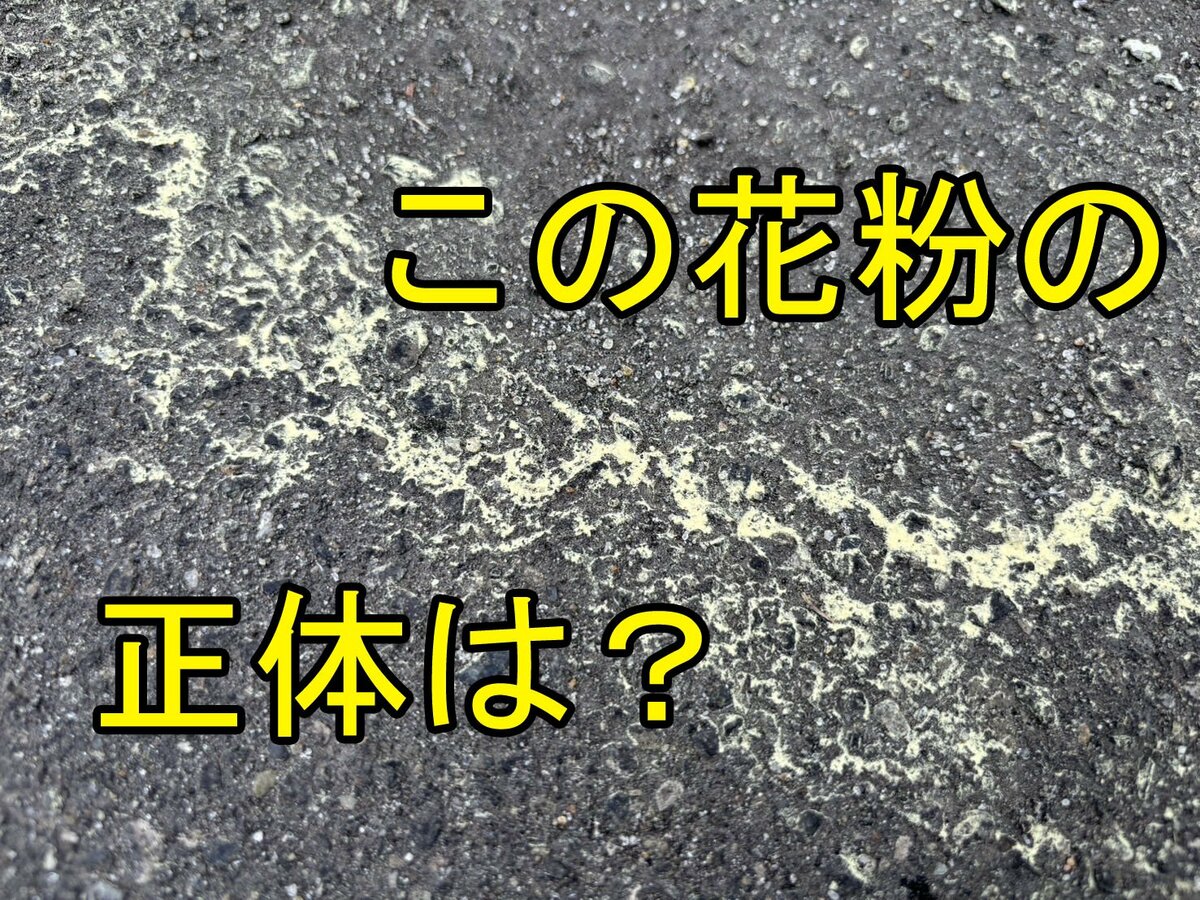 6月まで飛ぶ花粉」とは？アレルギーの恐れは少ないものの汚れが目立つ