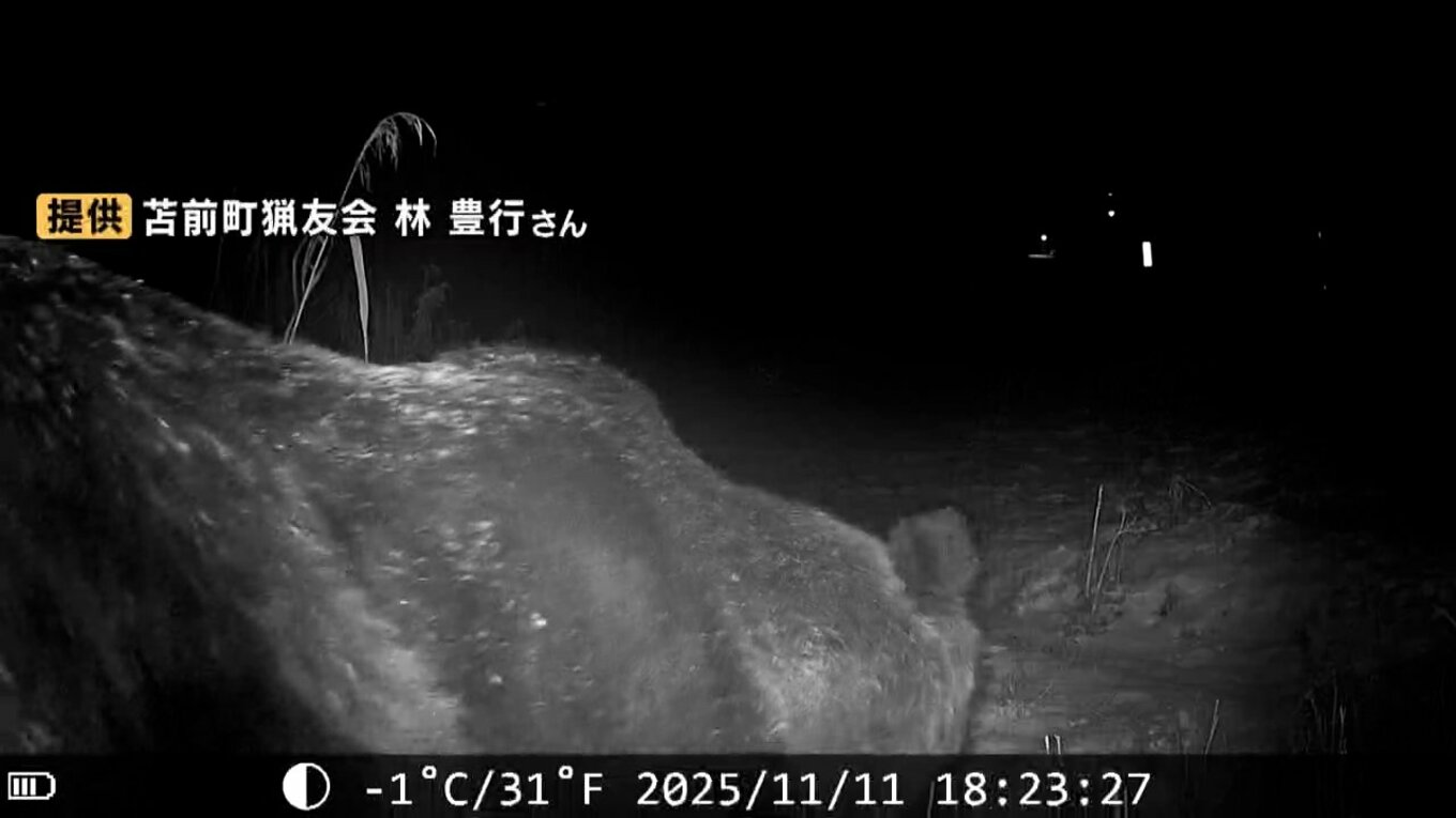 【ヒグマ速報】カメラが捉えた…400キロ超の巨大ヒグマか シカ肉ねらい300キロ以上の箱わなを揺さぶって倒す 北海道苫前町 | TBS ...