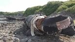 海岸に中国製の巨大ホース漂着 長さ約150メートルで重さ推定300トン 海底の土砂を取り除く浚渫用のパイプか 石川・志賀町|TBS NEWS DIG