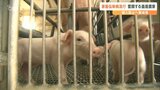 「家畜伝染病」アジア圏で猛威振るう 水際対策を強化 畜産関係者も警戒感強める | 大分のニュース|OBS NEWS|大分放送