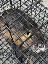 広島から愛媛に流されてきたか 島で特定外来生物「ヌートリア」捕獲 島民が発見 | 愛媛のニュース - Nスタえひめ|あいテレビは6チャンネル