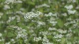 石川県内・今季一番の冷え込み 白山ろくに「白いじゅうたん」 ソバの花|TBS NEWS DIG