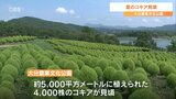 黄緑色のじゅうたん 「コキア」見ごろに 大分農業文化公園 | 大分のニュース|OBS NEWS|大分放送