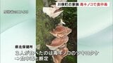 もらったキノコをバター炒めにしたら…毒キノコで食中毒 3人が下痢や嘔吐 福島|TBS NEWS DIG