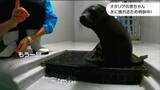 アシカの仲間「オタリアの赤ちゃん」試練はプールに入ること?「押すなよ!押すなよ!」|TBS NEWS DIG