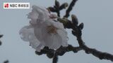 雨のなか長崎県で桜開花発表 平年よりも2日早い開花 | 長崎のニュース | 天気 | NBC長崎放送