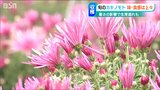 秋の味覚“食べる菊の花”「カキノモト」出荷始まる 猛暑の影響も味や食感は上々 新潟|TBS NEWS DIG