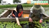初夏の味覚『ジュンサイ』収穫解禁！ 箱舟に乗って…新人アナも摘み取り体験　|　山形のニュース│TUYテレビユー山形