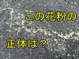「6月まで飛ぶ花粉」とは?アレルギーの恐れは少ないものの汚れが目立つことも tbc気象台|TBS NEWS DIG
