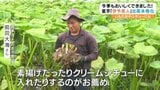 「地元ではいもたきとして有名で…僕としては唐揚げだったり、クリームシチューに入れたりがお勧め」ブランドイモ「伊予美人」の本格出荷始まる 愛媛県・四国中央市 | 愛媛のニュース - Nスタえひめ|あいテレビは6チャンネル