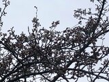 【速報】新潟市桜開花 平年より2日早く|TBS NEWS DIG