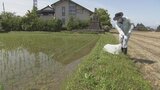 水稲病害虫調査始まる 富山県内45カ所で定期調査 高温期の水稲カメムシ対策強化へ | 富山のニュース|天気・防災|チューリップテレビ