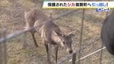 「安心して暮らせる場所を提供してあげたい」“迷いシカ”が引越し先に到着　大阪・能勢町の温泉施設が受け入れ　過去に野生のシカ4頭を保護したことも　一般公開予定は当面なし|TBS NEWS DIG