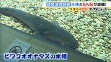 【琵琶湖博物館】ビワコオオナマズの新水槽が公開！2023年に破損するも寄付募り新設　「弥生土器でお米は炊ける？」マニアック研究シリーズがYouTubeで大反響！　|　MBSニュース | 関西の最新ニュースを分かりやすく。