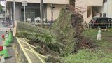 「これではもたないよな」原因は根っこ? 名古屋の都心で約15メートルの木が倒れたワケ 樹木の専門家が現地調査 | 名古屋・愛知・岐阜・三重のニュース【CBC news】 | CBC web