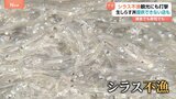 「シラスが大不漁」名物シラス丼がピンチ シラス漁が不漁で漁獲高8割減も明るい兆し?卵が増えて漁獲高UP?!|TBS NEWS DIG