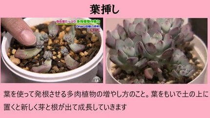 趣味が高じて専門店をオープン！多肉植物のある暮らし 初心者に