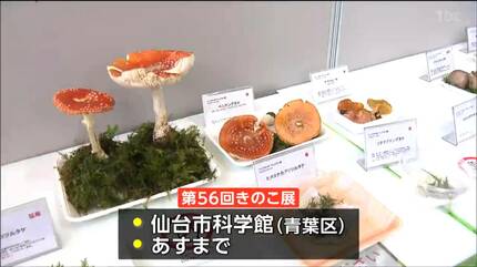 毒キノコ」など200種類以上を展示！第56回きのこ展 仙台 | 宮城の