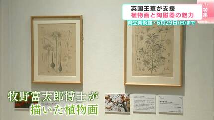 英国王室が育んだ芸術 ボタニカルアートと華麗なるウェッジウッドの