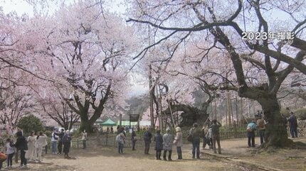 日本三大桜の“山高神代桜” 今年春から開花時期に拝観料導入 樹齢2000年
