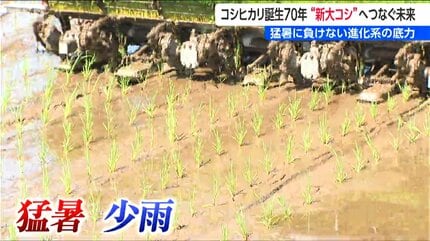 新潟県安田の作家 高橋五仙子 昭和初期 新潟市日向山海岸 地引網漁の図 新潟県安田の作家 高橋五仙子 昭和初期 新潟市日向山海岸 地引網漁の図