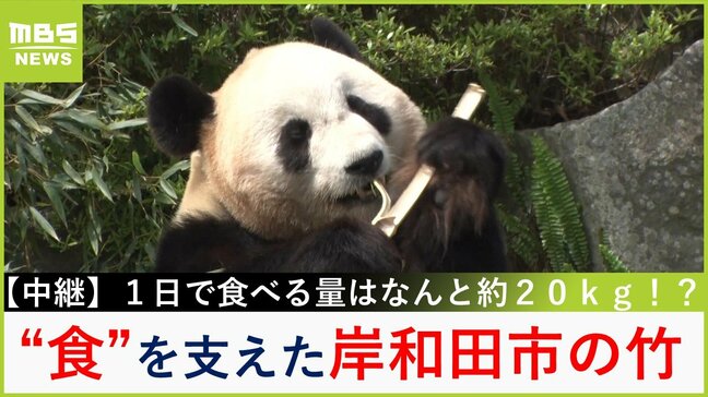 【中継】アドベンチャーワールドのパンダの大好物「岸和田の竹」 荒廃した竹林に悩む岸和田市とアドベンチャーワールドが"マッチング"【新人アナ・上田芹莉のパンダびと】|TBS NEWS DIG