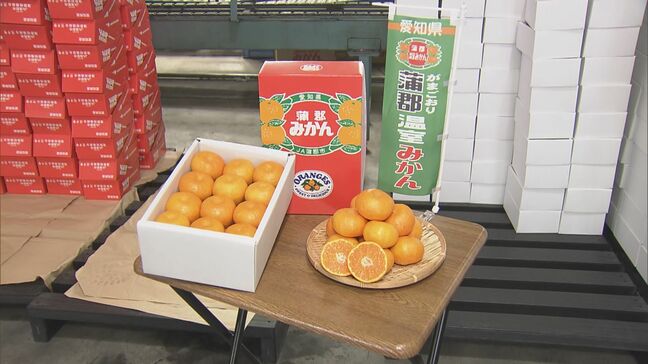 お中元シーズン前に「温室ミカン」が出荷最盛期 皮が薄く甘みが強い おすすめの食べ方は?愛知・蒲郡市|TBS NEWS DIG