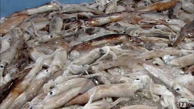 スルメイカの水揚げ初日から「好調」漁獲量は合わせて約195トン　「好漁でよかった」近年イカの不漁が続いていたため港では安堵の声　青森県八戸市|TBS NEWS DIG