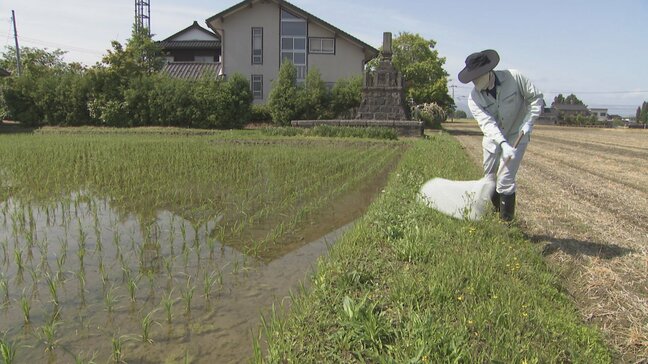 水稲病害虫調査始まる 富山県内45カ所で定期調査 高温期の水稲カメムシ対策強化へ|TBS NEWS DIG