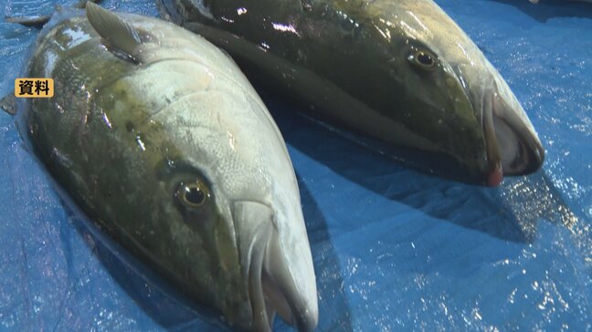 「宣言を出すのは極めて難しい」“ひみ寒ぶり宣言”今シーズンは出ない見通し　安定した水揚げ量見込めず　例年の約4割にとどまる　富山・氷見市|TBS NEWS DIG