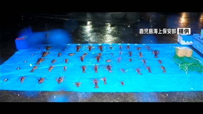 イセエビなど「密漁」が増加傾向 過去5年で最高に 十管が去年の取り締まり状況を発表 鹿児島|TBS NEWS DIG